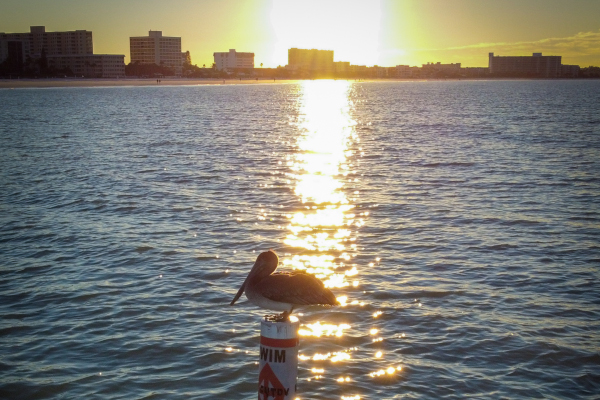 pelican in the bay